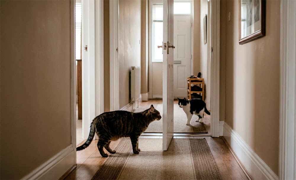 Dos gatos presentándose por primera vez en el pasillo de casa con separación controlada