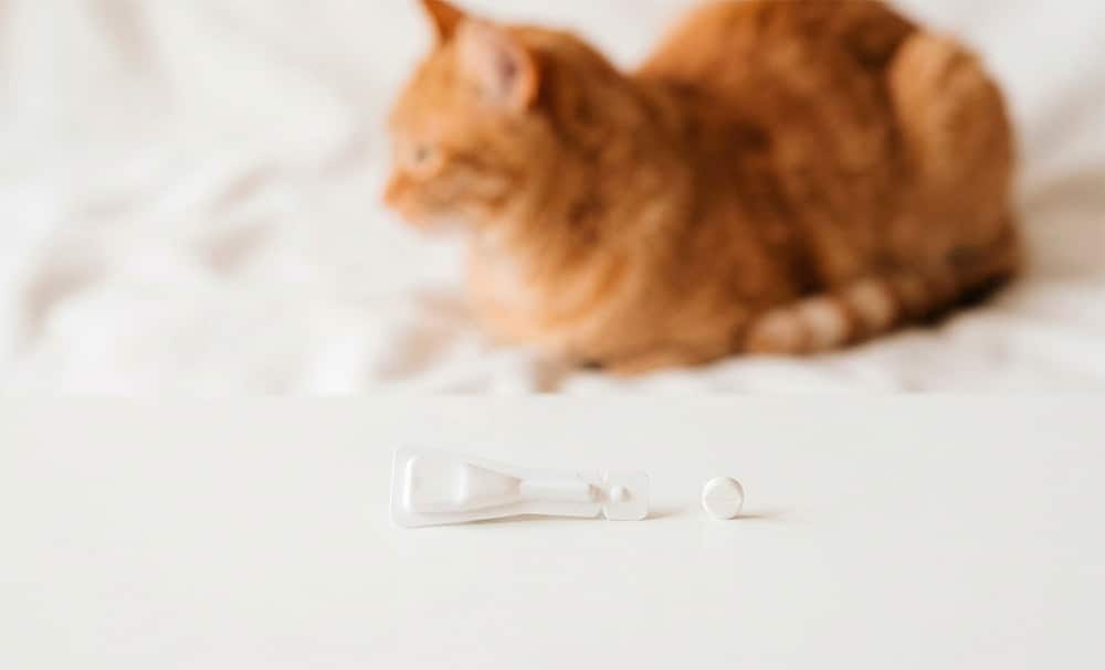 Pipeta antiparasitaria y comprimido para gatos sobre fondo blanco con gato atigrado al fondo